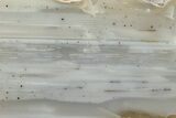 Waterline Agate Limb Cast Slice - Tom Miner Basin, Montana #248711-1